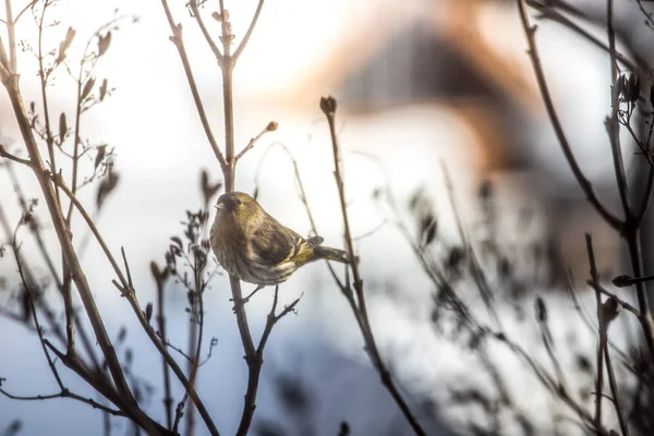 Pássaro colorido (siskin) sentado em um galho, inverno — Fotografia de Stock