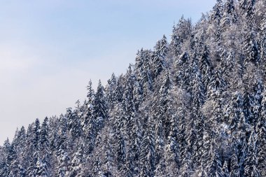 Karlı dağlar, Avusturya ağaçta