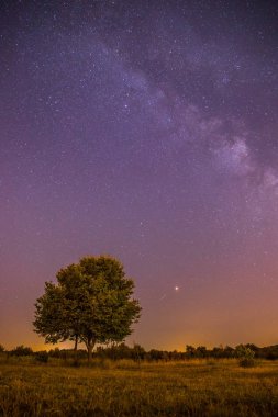 Gece sahne: yıldız, çayır ve bir ağaç. Mor ve sıcak tonlar
