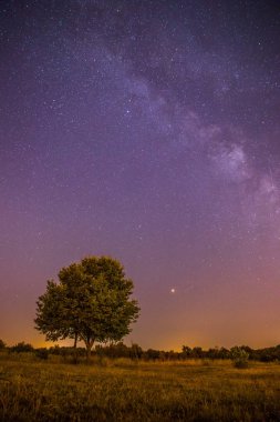 Gece sahne: yıldız, çayır ve bir ağaç. Mor ve sıcak tonlar