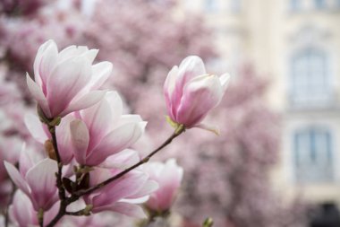 Güzel Manolya çiçek Bahar, Salzburg, güzellikler içinde