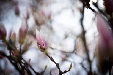 Güzel Manolya çiçek Bahar, Salzburg, güzellikler içinde
