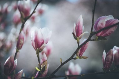 Güzel Manolya çiçek Bahar, Salzburg, güzellikler içinde