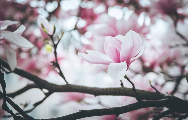 Gyönyörű magnolia virágzik a tavaszi, Salzburg, szépség — Stock Fotó