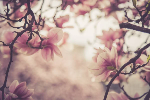 Bella magnolia fiorisce in primavera, Salisburgo, bellezza — Foto Stock