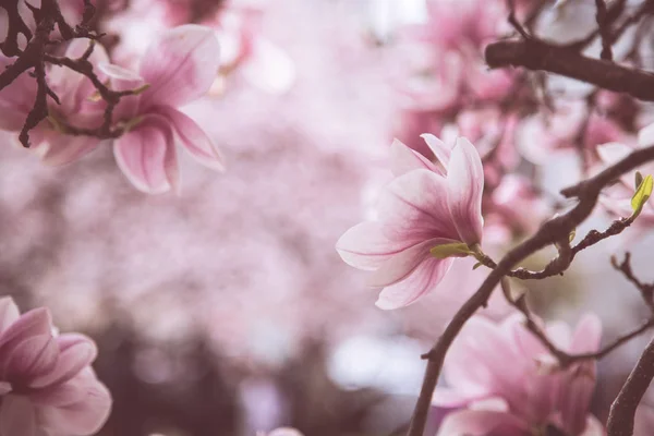 Magnolia pięknie kwitnie w uroda wiosna, Salzburg, — Zdjęcie stockowe