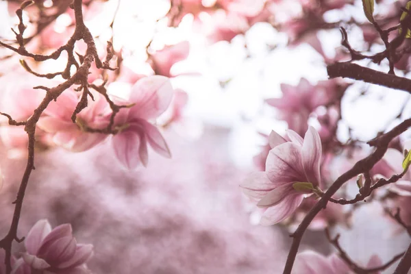 Magnolia pięknie kwitnie w uroda wiosna, Salzburg, — Zdjęcie stockowe