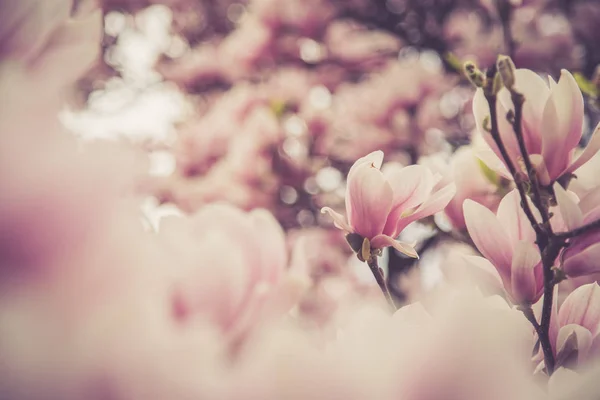 Beautiful magnolia blooms in spring, Salzburg, beauty — Stock Photo, Image