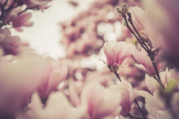 美丽的木兰在春天绽放, 萨尔茨堡, 美丽 — 图库照片