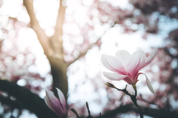 Prachtige magnolia bloemen in voorjaar, Salzburg, schoonheid — Stockfoto