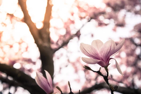Beautiful magnolia blooms in spring, Salzburg, beauty — Stock Photo, Image