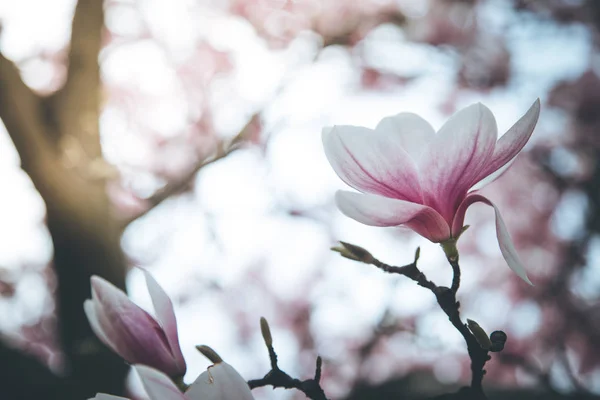 Hermosa magnolia florece en primavera, Salzburgo, belleza — Foto de Stock