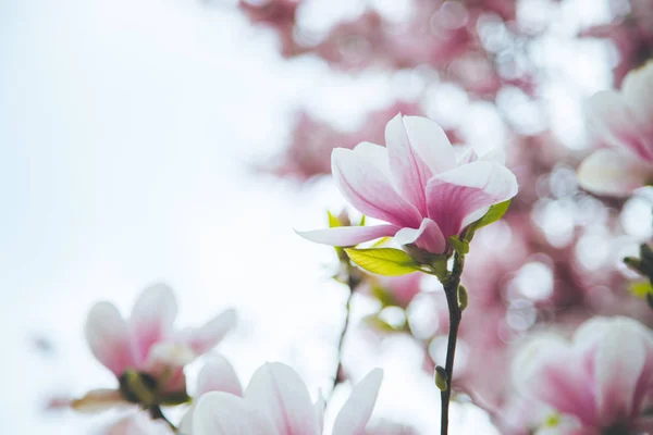 Gyönyörű magnolia virágzik a tavaszi, Salzburg, szépség — Stock Fotó