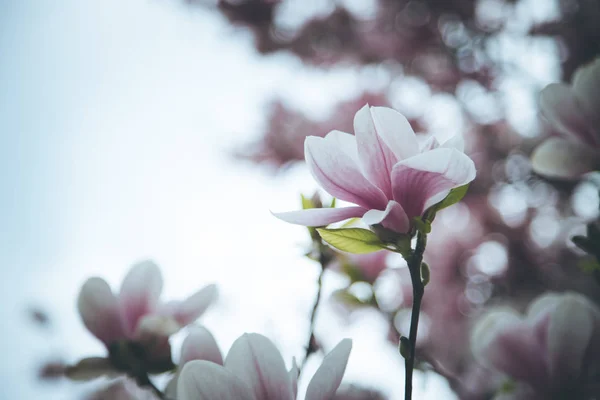 Magnolia pięknie kwitnie w uroda wiosna, Salzburg, — Zdjęcie stockowe