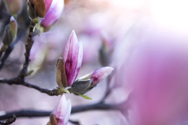 Bella magnolia fiorisce in primavera, Salisburgo, bellezza — Foto Stock