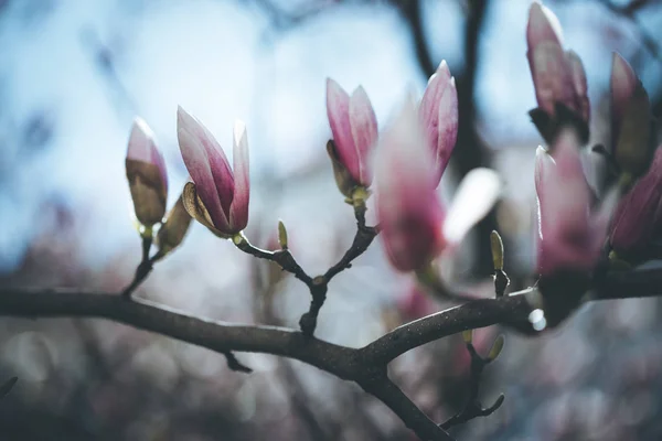 Prachtige magnolia bloemen in voorjaar, Salzburg, schoonheid — Stockfoto