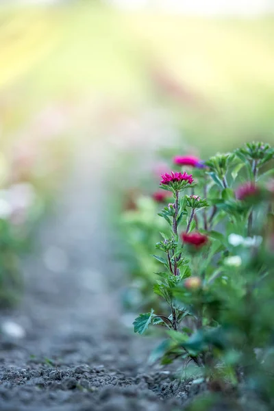 De belles fleurs, rassemblées sur un champ — Photo