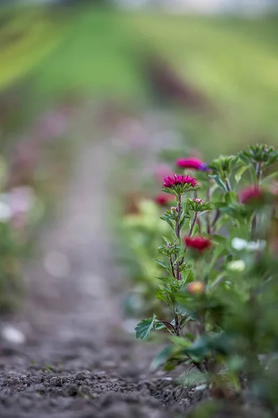 De belles fleurs, rassemblées sur un champ — Photo