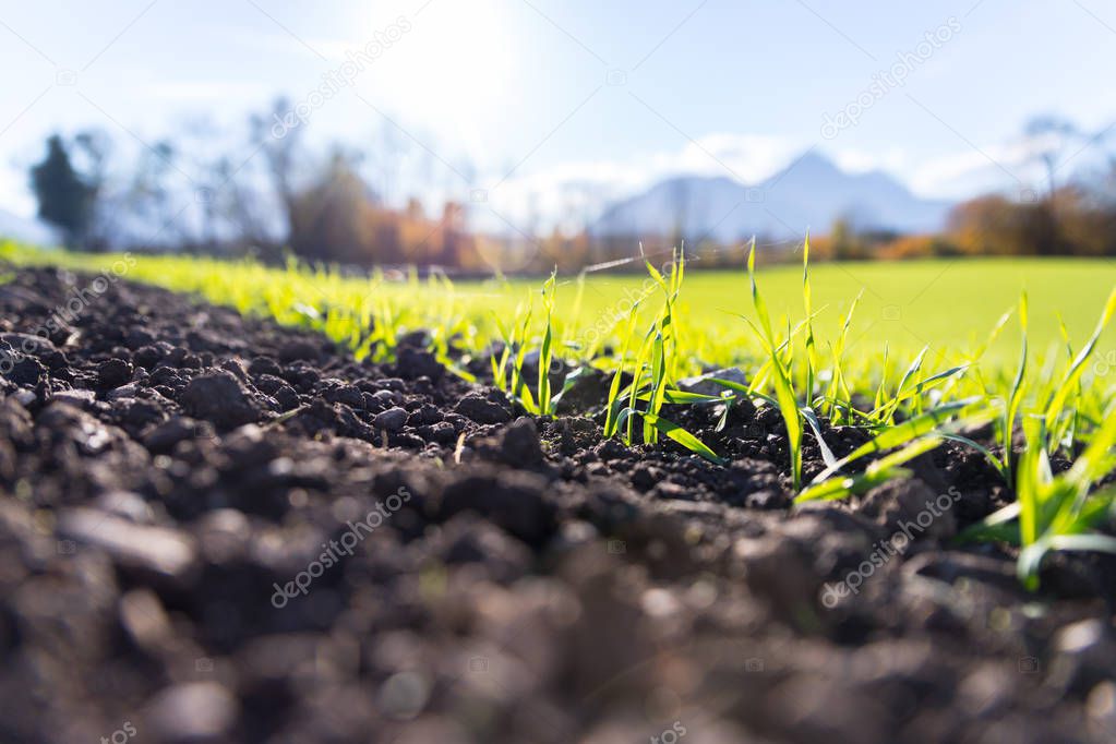Fresh, green and fertile agricutlure plants, grass