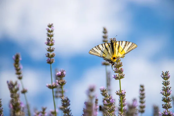 Motýl na fialové levandule kvete, Francie, pohlednice — Stock fotografie