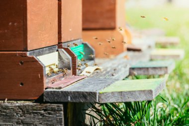 Arı kovanı: açılış kurullarına uçan