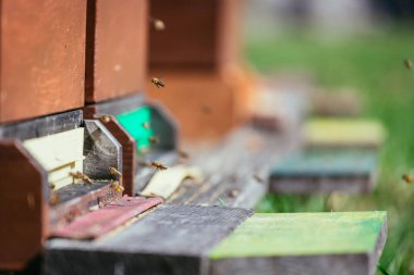 Arı kovanı: açılış kurullarına uçan