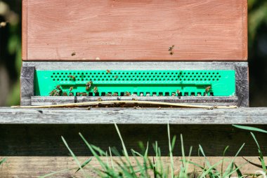 Arı kovanı: açılış kurullarına uçan