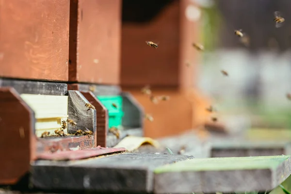 Méhek a kaptárban: repül a partra táblák — Stock Fotó