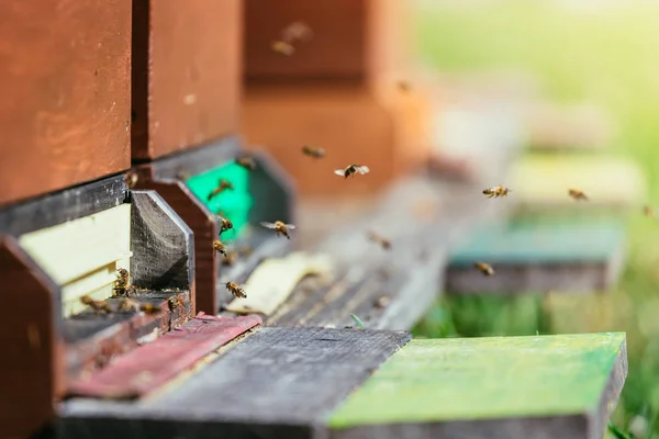 꿀벌 꿀벌 통: 착륙 보드에 도착 하는 — 스톡 사진