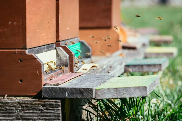 Colmena de abejas: Volando a las tablas de aterrizaje —  Fotos de Stock