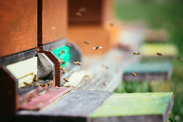 Улей пчел: Полет к посадочным площадкам
