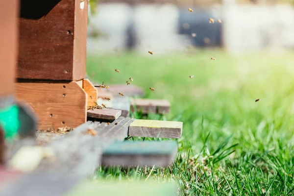 Bienenstock: Auf die Landungsbretter fliegen — Stockfoto