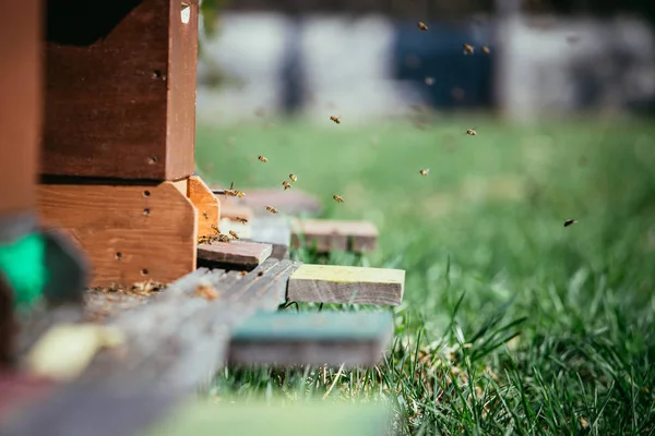 Colmena de abejas: Volando a las tablas de aterrizaje —  Fotos de Stock