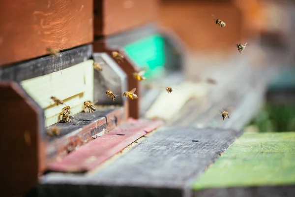 Colmena de abejas: Volando a las tablas de aterrizaje — Foto de Stock