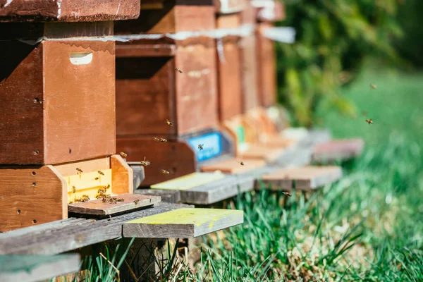 Colmena de abejas: Volando a las tablas de aterrizaje — Foto de Stock