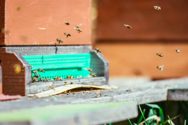 Colmena de abejas: Volando a las tablas de aterrizaje —  Fotos de Stock