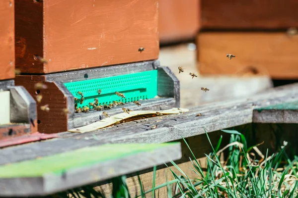 Colmena de abejas: Volando a las tablas de aterrizaje — Foto de Stock