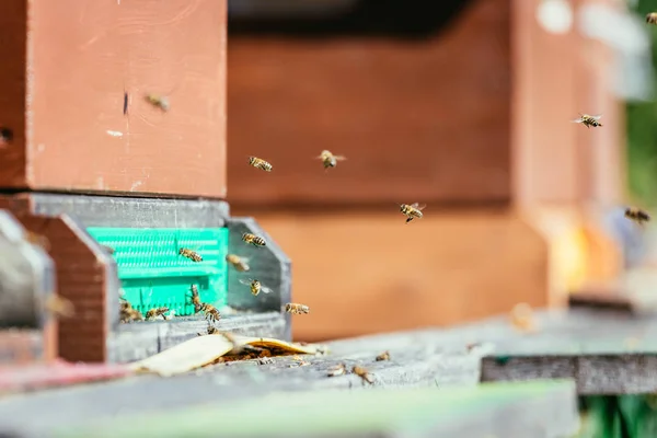 Méhek a kaptárban: repül a partra táblák — Stock Fotó