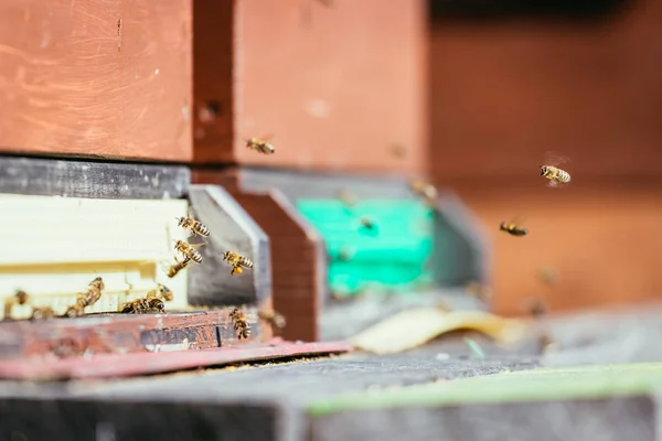 꿀벌 꿀벌 통: 착륙 보드에 도착 하는 — 스톡 사진