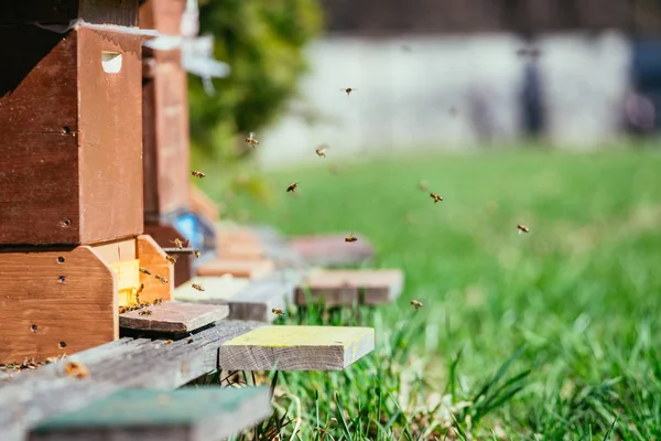 Κυψέλη μελισσών: πετούν προς τα διοικητικά συμβούλια της προσγείωσης — Φωτογραφία Αρχείου