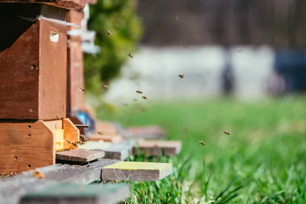 Colmena de abejas: Volando a las tablas de aterrizaje —  Fotos de Stock