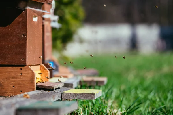 Colmena de abejas: Volando a las tablas de aterrizaje —  Fotos de Stock