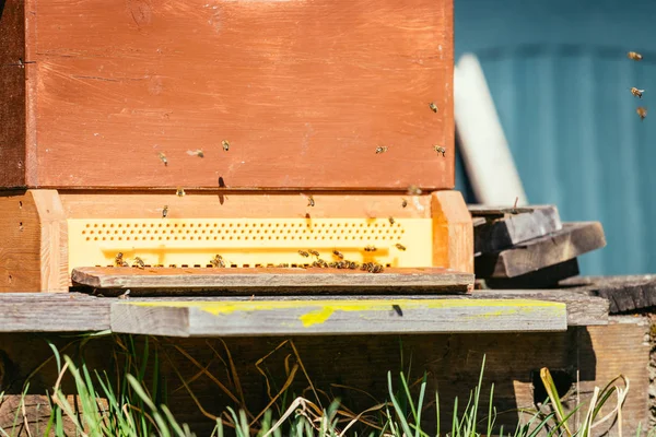 Colmena de abejas: Volando a las tablas de aterrizaje —  Fotos de Stock