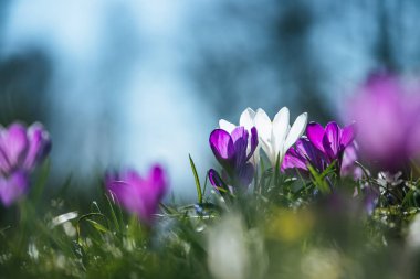 Bahar. Güneş ışığı, açık doğa bahar çiçeklenir. Vahşi cro
