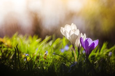 Bahar. Güneş ışığı, açık doğa bahar çiçeklenir. Vahşi cro