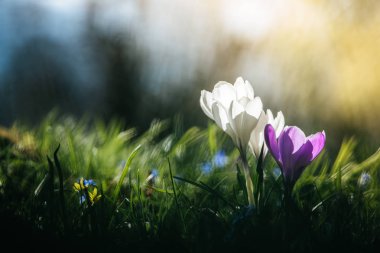 Bahar. Güneş ışığı, açık doğa bahar çiçeklenir. Vahşi cro