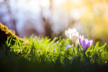 Bahar. Güneş ışığı, açık doğa bahar çiçeklenir. Vahşi cro
