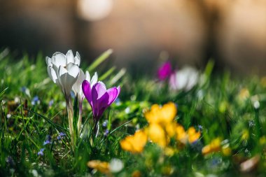 Bahar. Güneş ışığı, açık doğa bahar çiçeklenir. Vahşi cro