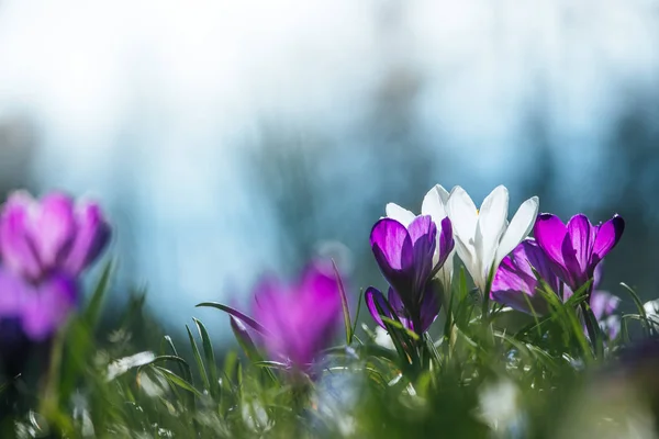 Tavasszal. Tavaszi virágok napfényben, szabadtéri jellegét. Vad cro — Stock Fotó