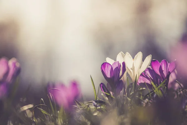 Springtime. Vårblommor i solljus, utomhus natur. Vilda cro — Stockfoto